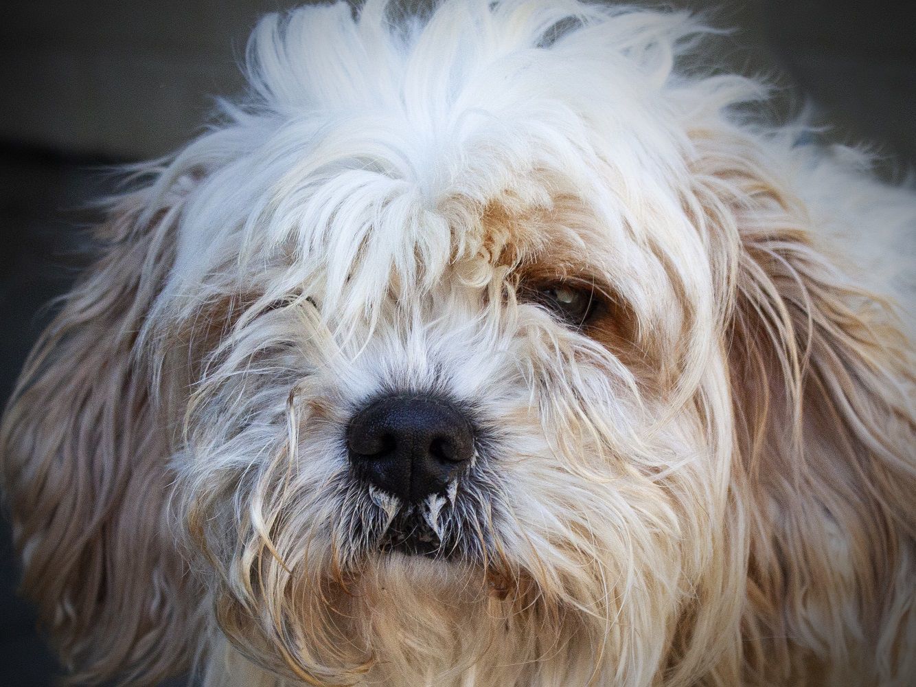 Willie